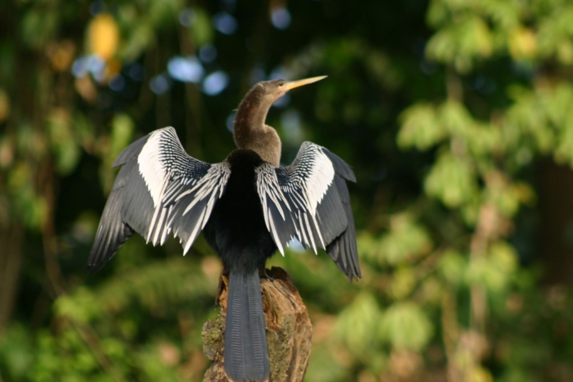 Palo Verde National Park Wildlife Boat Tour with Lunch