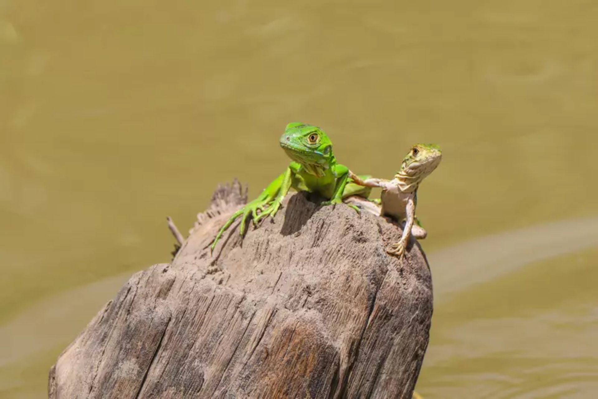 Palo Verde National Park Wildlife Boat Tour with Lunch