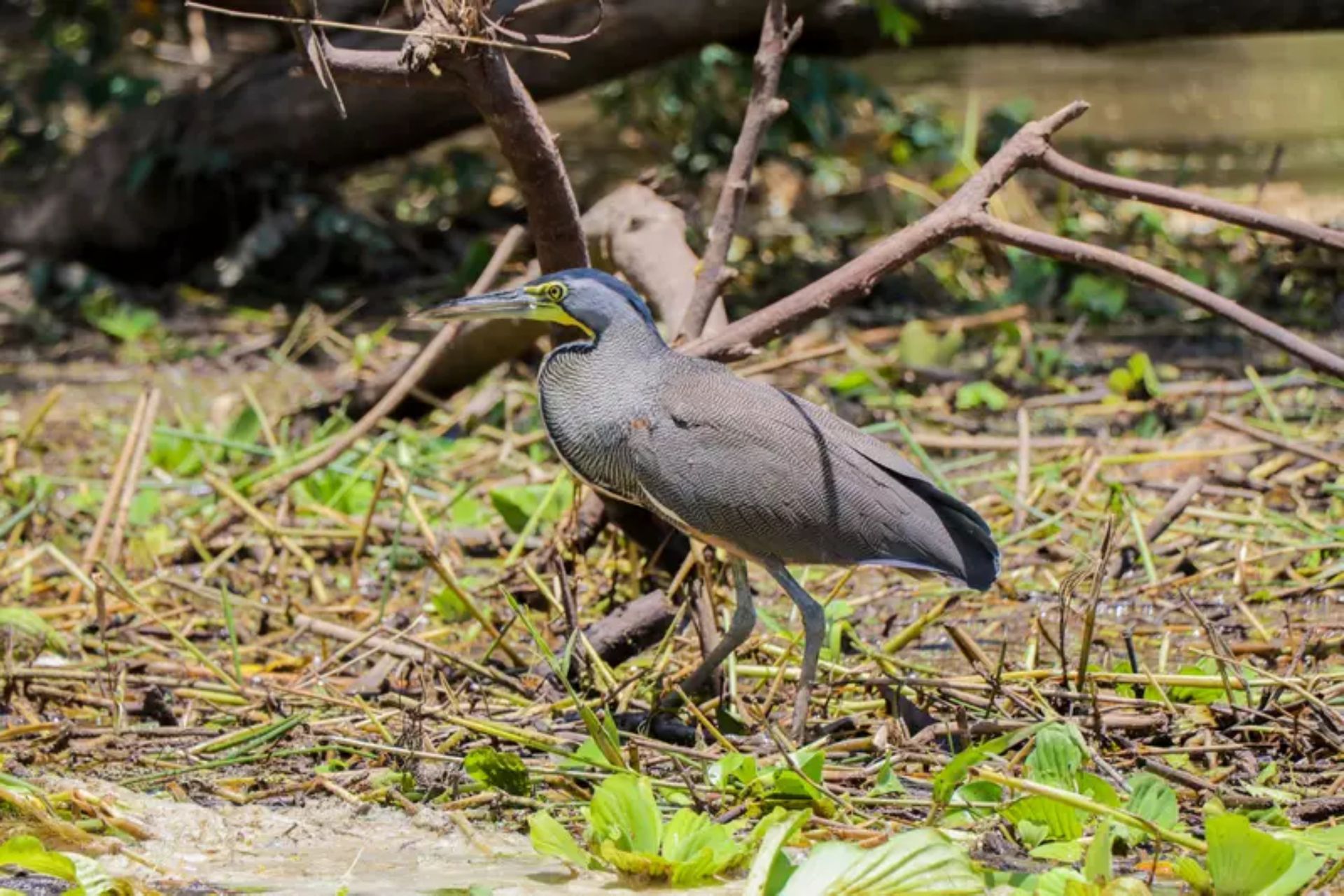 Palo Verde National Park Wildlife Boat Tour with Lunch