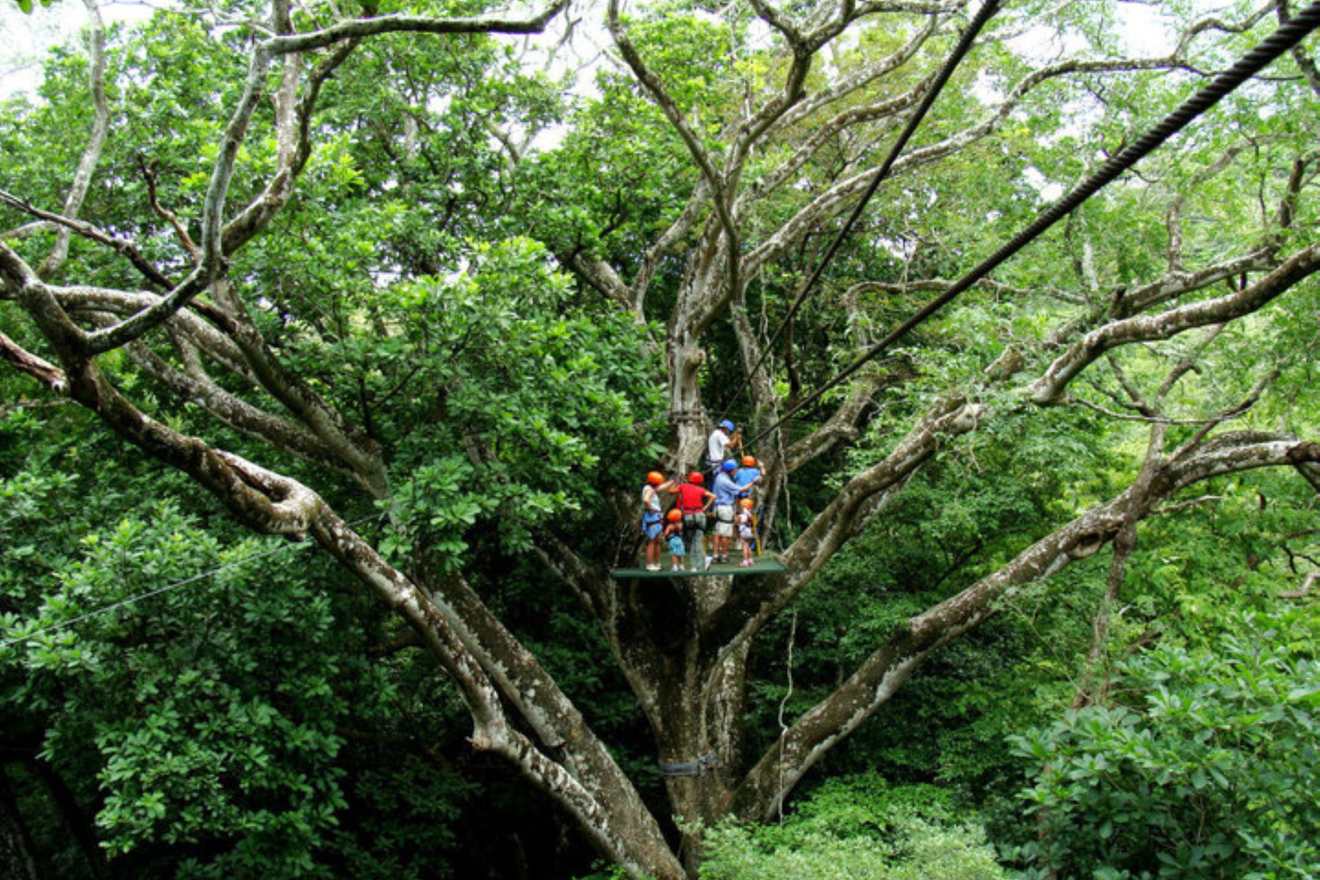 Original Canopy Treetop Zip Line Adventure