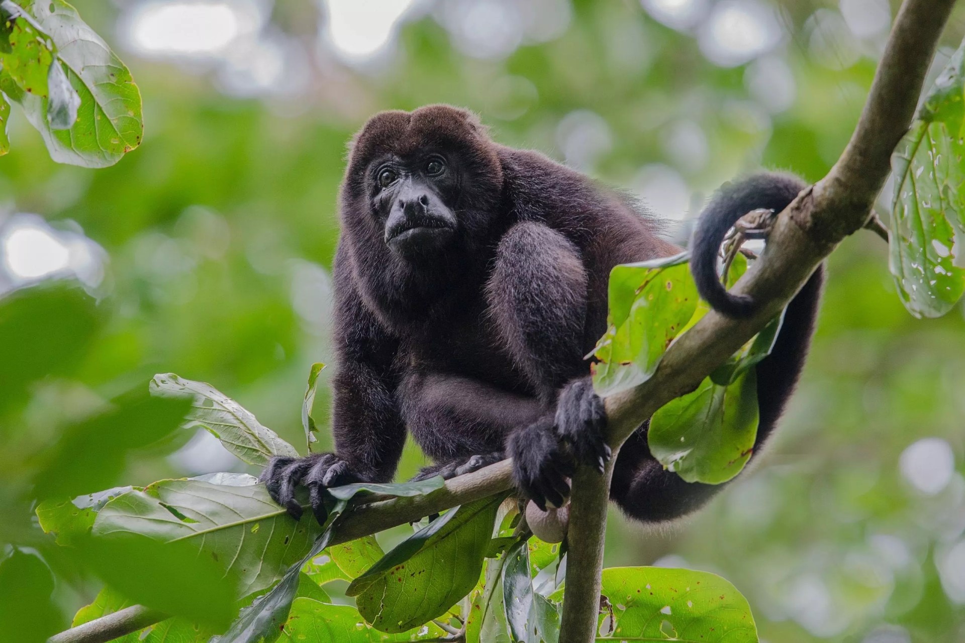 Sloth Encounter, Frogs, Monkeys + Llanos del Cortés Waterfall Tour with Lunch