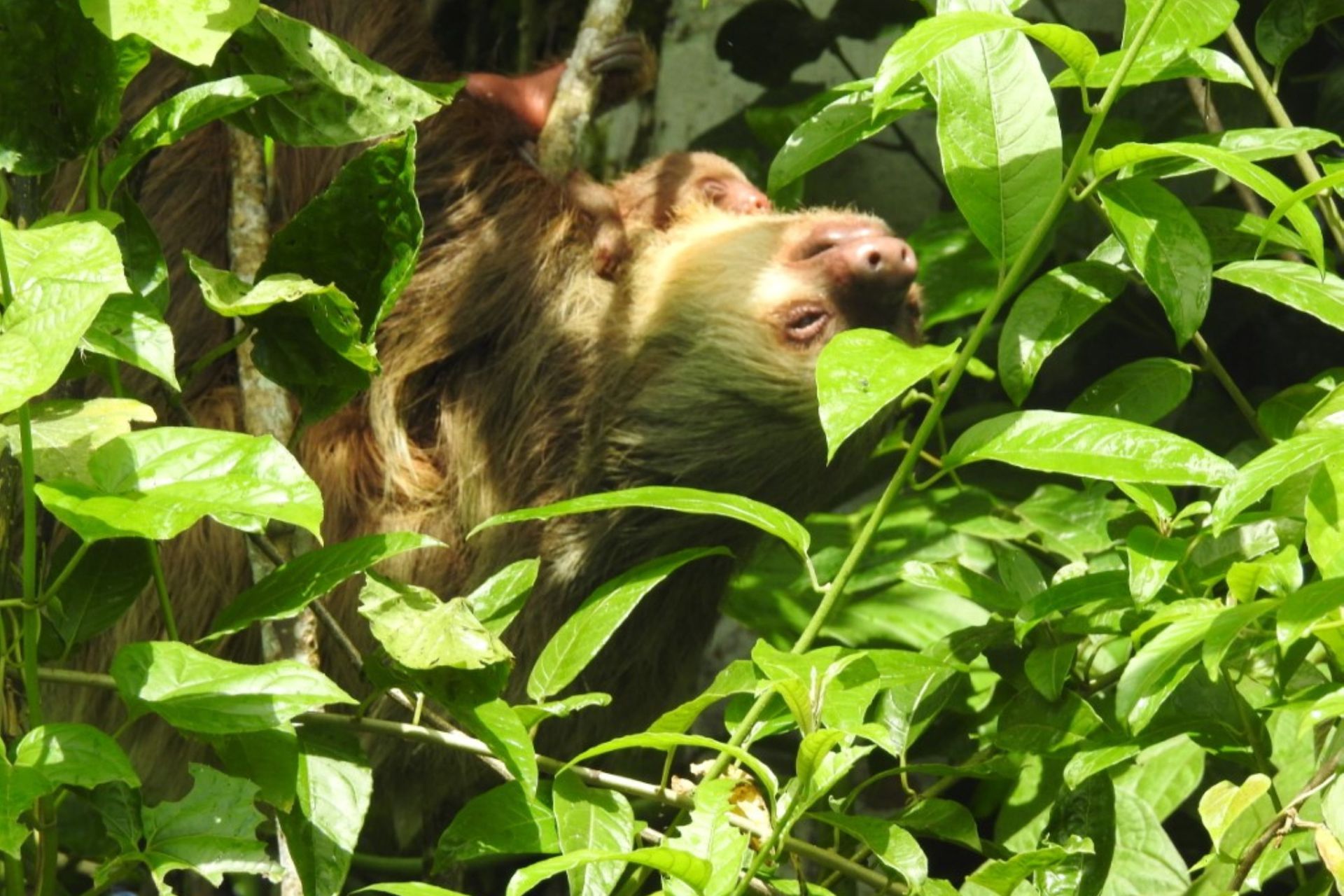 Sloth Encounter, Frogs, Monkeys + Llanos del Cortés Waterfall Tour with Lunch