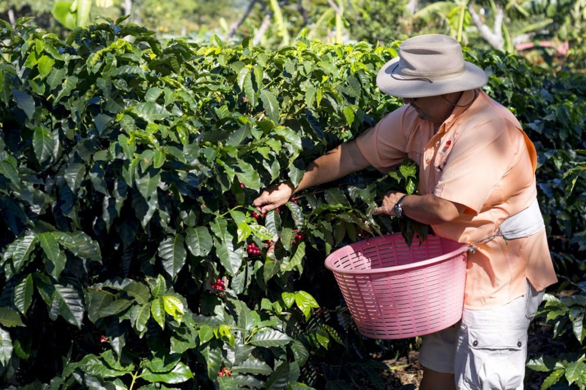 Combo Tour: Doka Coffee Estate, Poás Volcano & La Paz Waterfall